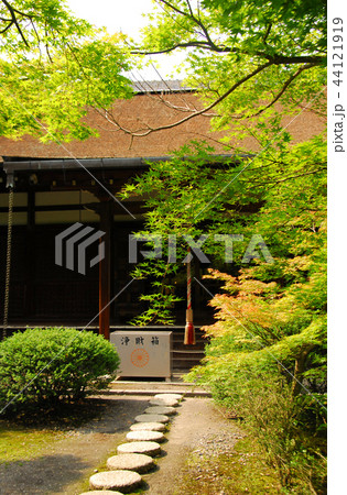 勧修寺・青紅葉越しに見た本堂 44121919