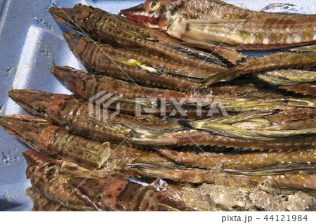 八角 八角 44121984