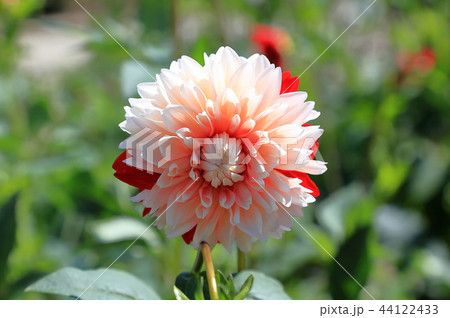 ダリア 花かんざし ダリア 花かんざし 44122433