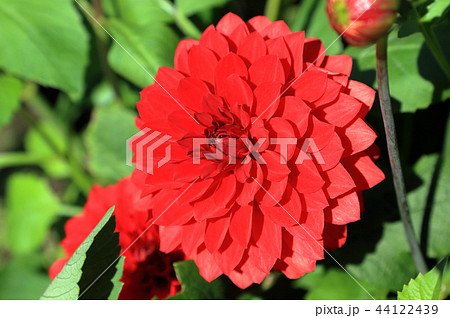 ダリア　レッドベル 44122439