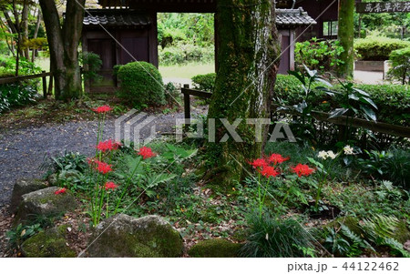 萬葉草花苑前の紅白の彼岸花 44122462