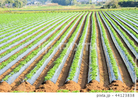 ジャガイモ畑　sdgs 食料生産　食糧危機　サステイナブル　持続可能　カーボンニュートラル 44123838