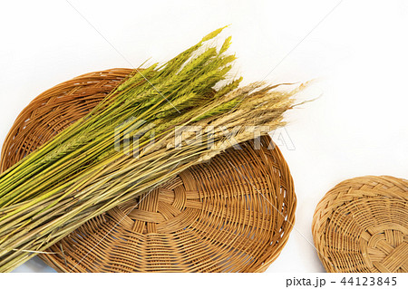 収穫 結実 農業 44123845