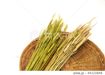 収穫 結実 農業 44123846