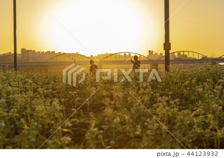 漢江 ソウル 夕焼け 44123932