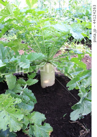 畑の大根 44124263