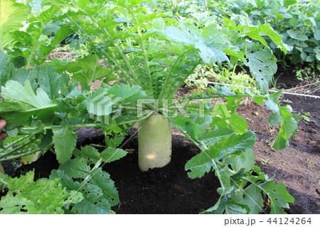 畑の大根 44124264