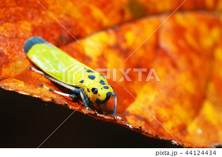 ツマグロオオヨコバイ 44124434