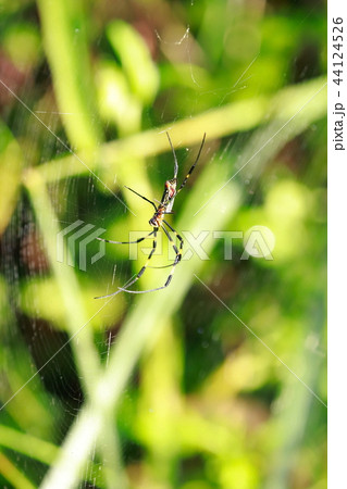 蜘蛛 蜘蛛 44124526