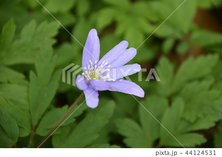 キクザキイチゲ 44124531