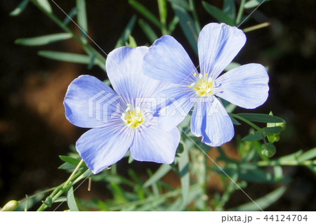 アマ（一年草） 44124704