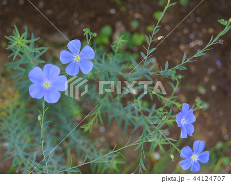 アマ（一年草） 44124707