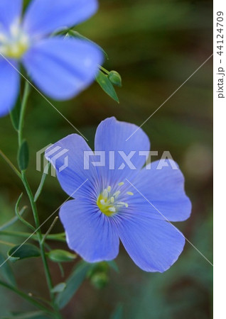 アマ（一年草） 44124709