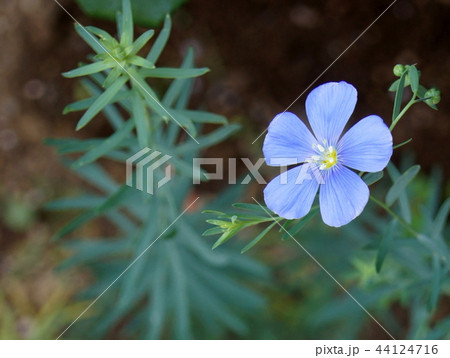 アマ(一年草) アマ(一年草) 44124716