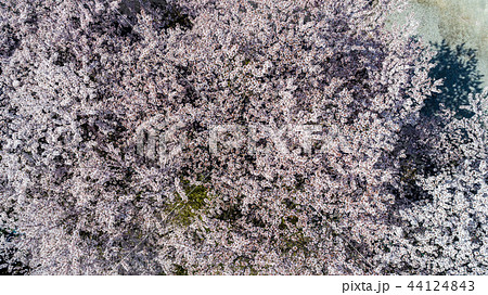 満開の桜を俯瞰。ドローンで撮影。三重県尾鷲市で 満開の桜を俯瞰。ドローンで撮影。三重県尾鷲市で 44124843