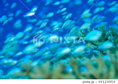 デバスズメダイ 44124954