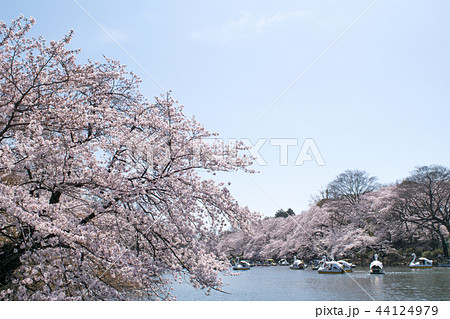 東京都 井の頭公園 井の頭池 満開の桜 東京都 井の頭公園 井の頭池 満開の桜 44124979