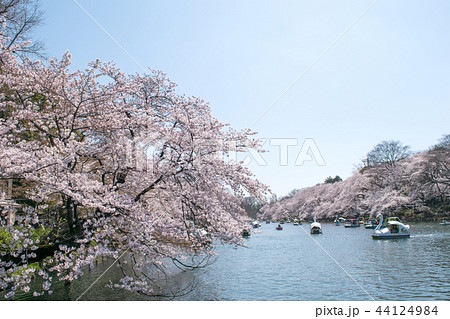 東京都　井の頭公園　井の頭池　満開の桜 44124984