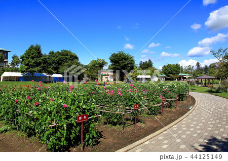 やまがた西川ダリヤ園 44125149