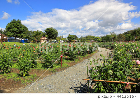やまがた西川ダリヤ園 やまがた西川ダリヤ園 44125167