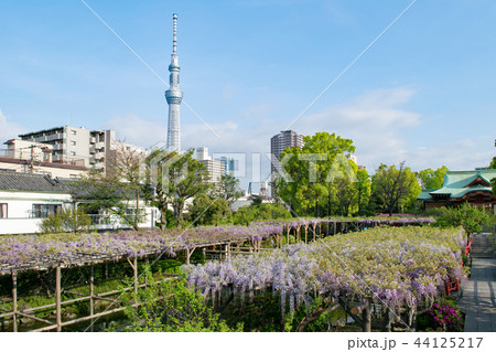 東京都 江東区 亀戸天神 藤棚の季節 東京都 江東区 亀戸天神 藤棚の季節 44125217