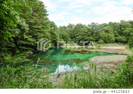 青沼 五色沼 裏磐梯 青沼 五色沼 裏磐梯 44125632