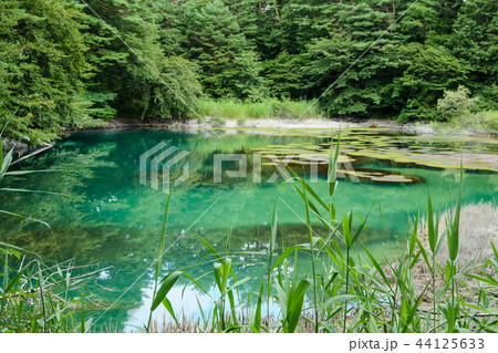 青沼 五色沼 裏磐梯 青沼 五色沼 裏磐梯 44125633