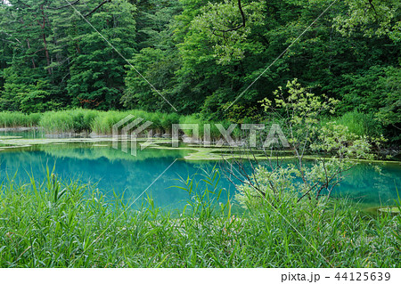 るり沼 五色沼 裏磐梯 るり沼 五色沼 裏磐梯 44125639