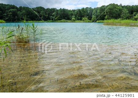 弁天沼 五色沼 裏磐梯 弁天沼 五色沼 裏磐梯 44125901