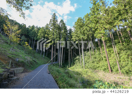鹿野(ろくや)大仏西参道 初秋 日の出町 鹿野(ろくや)大仏西参道 初秋 日の出町 44126219