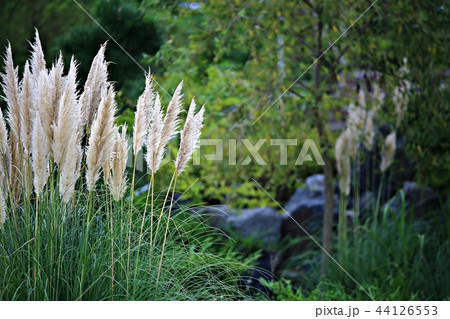 ピンクミュルリ 葦 秋 44126553