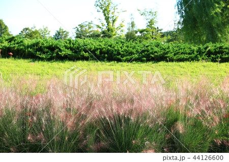 ピンクミュルリ 葦 秋 44126600