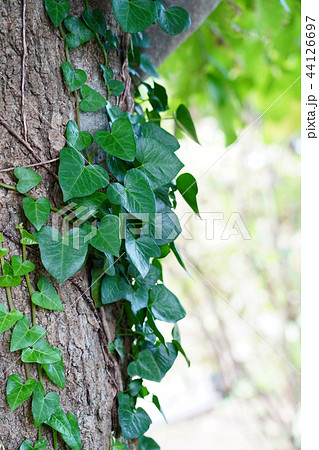 癒しの葉ハートヘデラ 癒しの葉ハートヘデラ 44126697