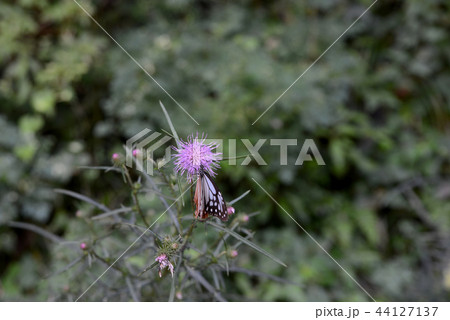 アサギマダラ アサギマダラ 44127137