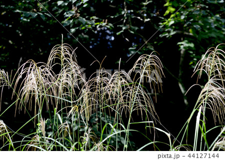ススキの穂 44127144