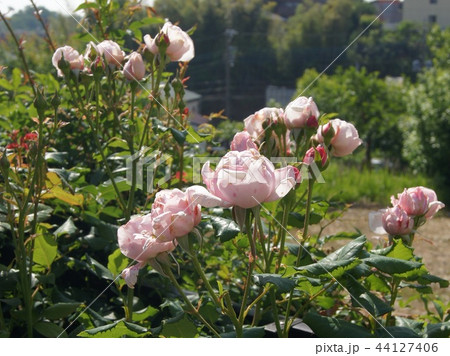 病気のバラ(灰色かび病) 病気のバラ(灰色かび病) 44127406