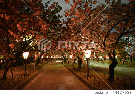 造幣局の夜桜8 44127958