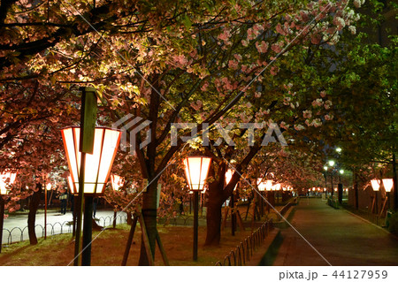 造幣局の夜桜7 44127959