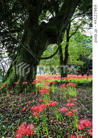 七ツ森古墳 彼岸花 44127969