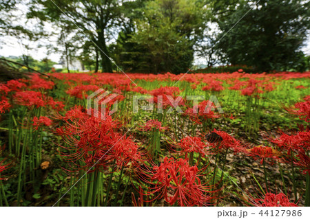 七ツ森古墳 彼岸花 44127986