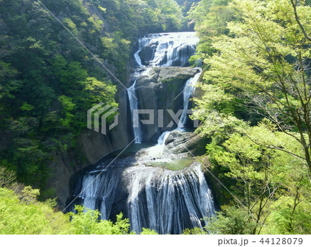 新観瀑台から見た新緑の袋田の滝 44128079