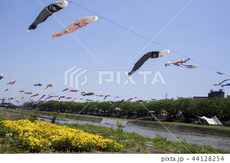 相川の鯉のぼり/岐阜県垂井町 相川の鯉のぼり/岐阜県垂井町 44128254