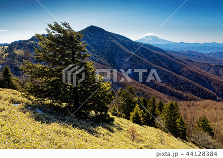 大菩薩・石丸峠付近の笹原と富士山 44128384
