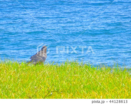 静かに佇むカラス 静かに佇むカラス 44128613