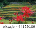 彼岸花と棚田 44129189