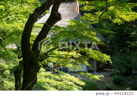 新緑の吉水園 新緑の吉水園 44129325