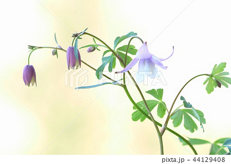フウリンオダマキ 明るい背景 山野草 フウリンオダマキ 明るい背景 山野草 44129408