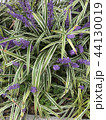 ラベンダー 44130019