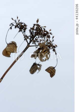鳥取 四季の散歩 冬 雪 鳥取 四季の散歩 冬 雪 44130206