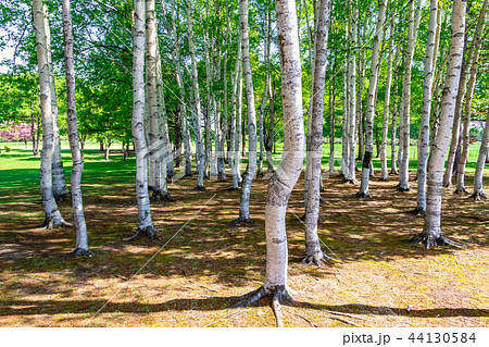 草原と白樺 札幌市 44130584